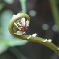 Blechnopsis orientalis  (L.) C.Presl
